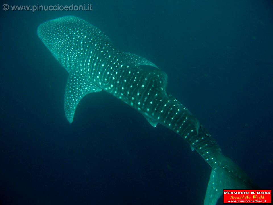 Djibouti - Whale Shark - 07.jpg